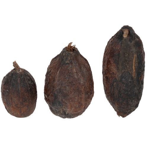 Artículo Fruta de cacao, natural, 10-18 cm, 15 unidades