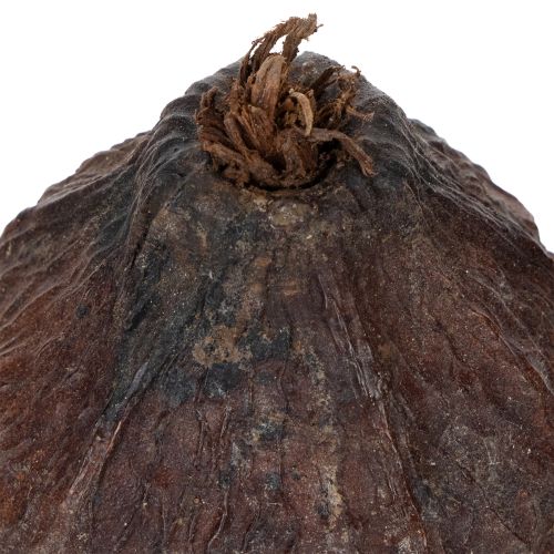 Artículo Fruta de cacao, natural, 10-18 cm, 15 unidades