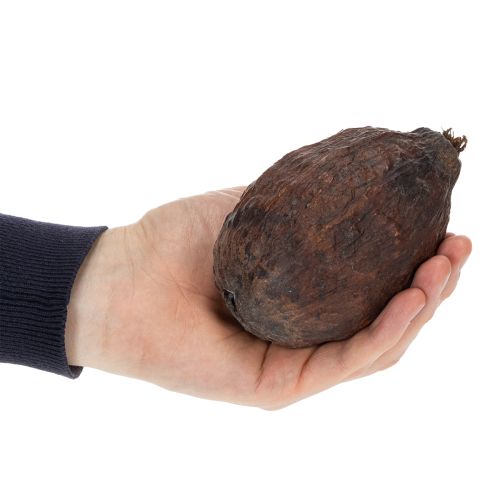 Artículo Fruta de cacao, natural, 10-18 cm, 15 unidades