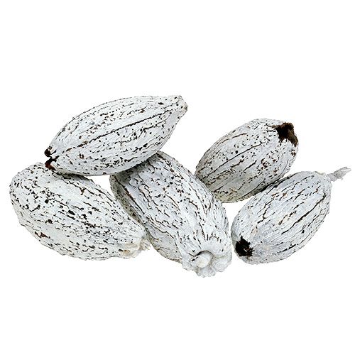 Floristik24 Mazorcas de cacao blanqueadas 15 piezas