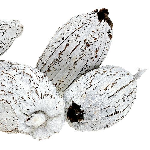 Artículo Mazorcas de cacao blanqueadas 15 piezas