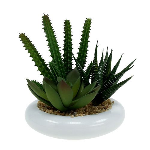 Artículo Cactus en maceta Ø12cm 1pc