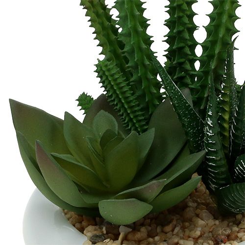 Floristik24 Cactus en maceta Ø12cm 1 pieza
