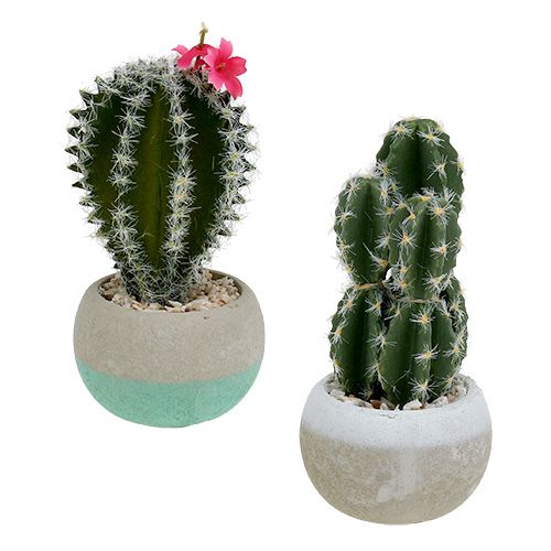 Floristik24 Mezcla de cactus en maceta H13cm 4pcs