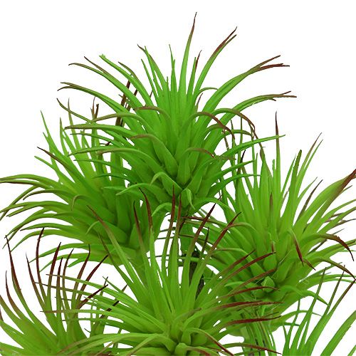 Floristik24 Ramas de cactus 20cm verde claro 3pcs