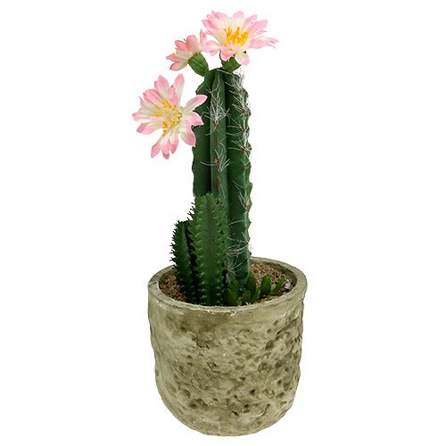 Floristik24 Cactus en maceta con flor Rosa H 21cm