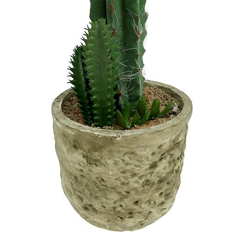 Floristik24 Cactus en maceta con flor Rosa H 21cm