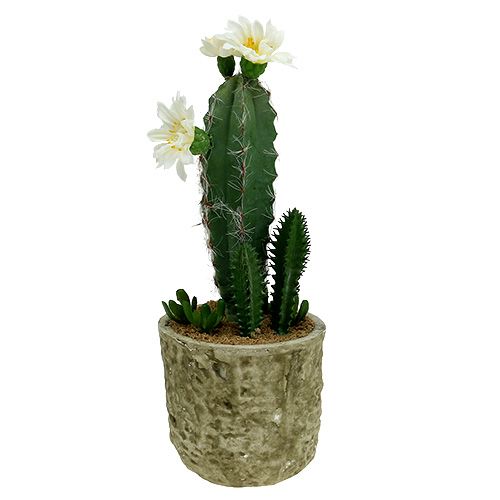 Floristik24 Cactus en maceta con flor 21cm blanco
