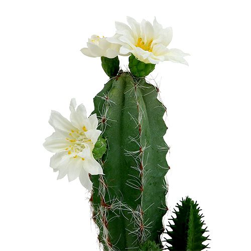 Floristik24 Cactus en maceta con flor 21cm blanco