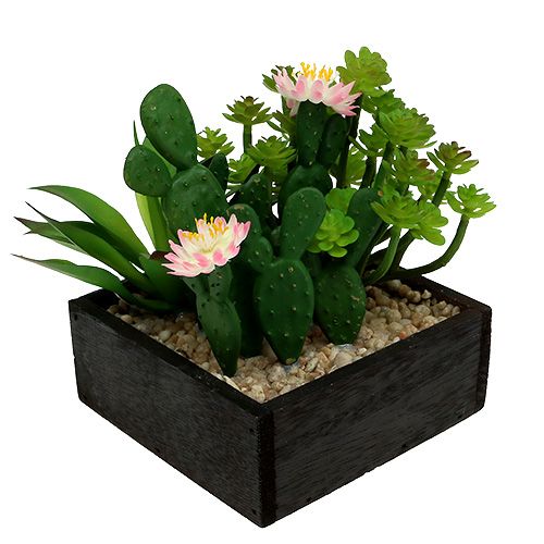 Floristik24 Cactus con flor 14cm en caja de madera