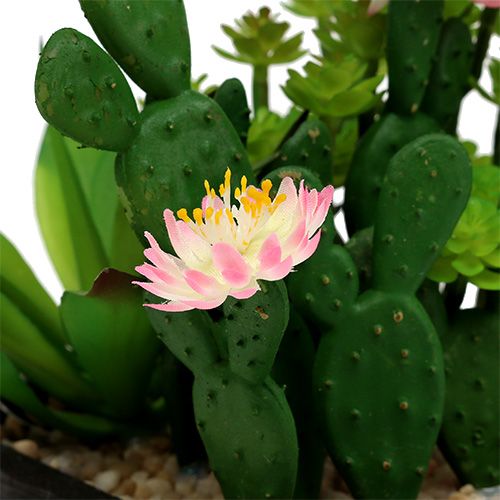 Floristik24 Cactus con flor 14cm en caja de madera