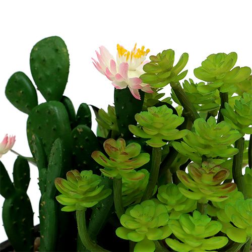 Floristik24 Cactus con flor 14cm en caja de madera