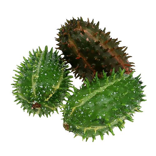 Floristik24 Nopal 5cm verde-marrón 6pcs