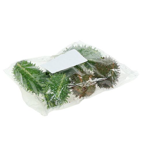 Floristik24 Nopal 5cm verde-marrón 6pcs