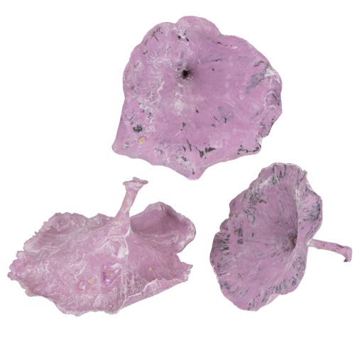 Floristik24 Hongo Kalix Morado, Lavado Blanco 100 uds