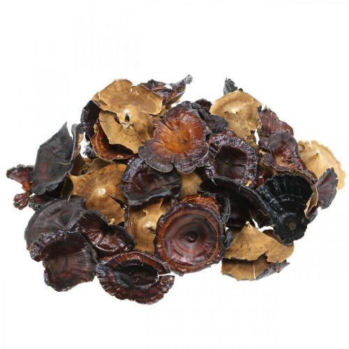 Artículo Seta Kalix Setas Secas Lacada Natural Decoración Grande 50uds