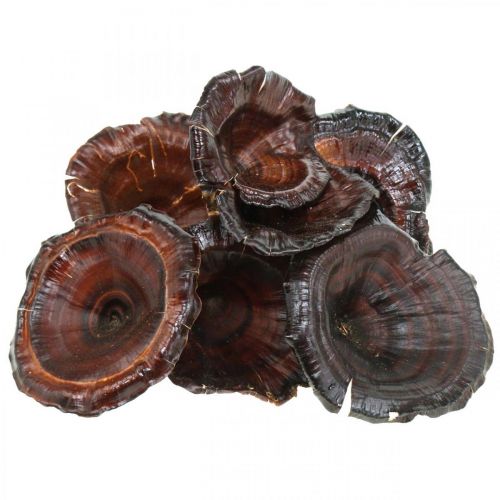Artículo Seta Kalix Setas Secas Lacada Natural Decoración Grande 50uds