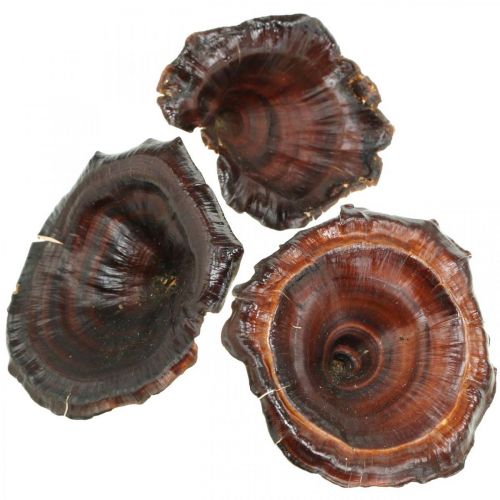 Artículo Seta Kalix Setas Secas Lacada Natural Decoración Grande 50uds