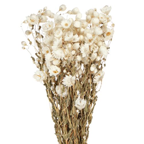 Artículo Flores secas de manzanilla para decoración, ramo blanco de 65 cm, 50 g