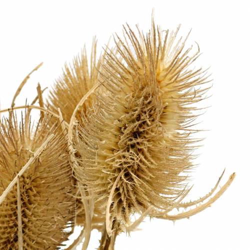 Artículo Flores secas cardo natural 8 cabezas