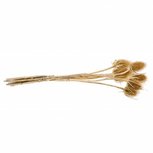 Artículo Flores secas cardo natural 8 cabezas