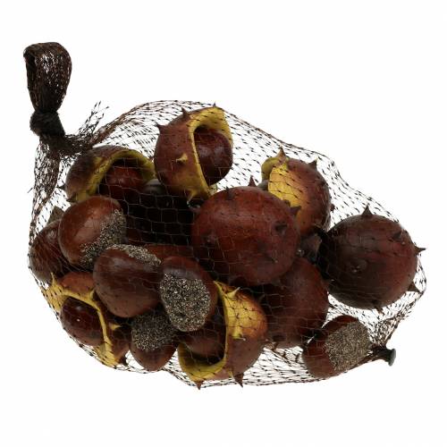 Floristik24 Surtido castaño decorativo 5,5cm 24uds