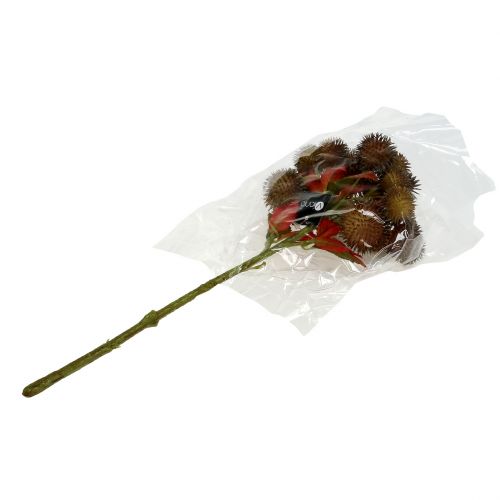 Floristik24 Palillo de castañas marrón 32cm