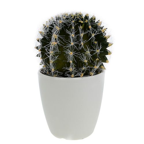 Floristik24 Cactus en maceta Verde 14cm