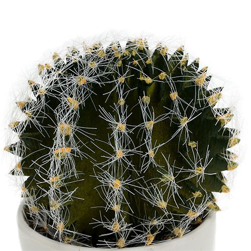 Floristik24 Cactus en maceta Verde 14cm