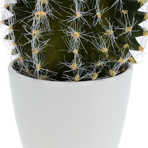 Floristik24 Cactus en maceta Verde 14cm