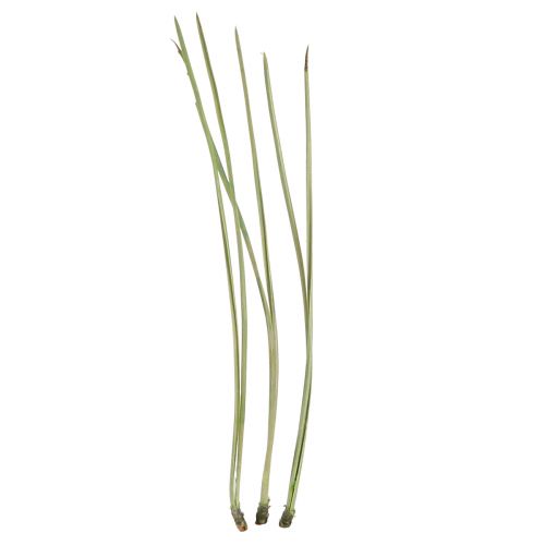 Floristik24 Agujas de pino suministros para manualidades verdes Navidad 50g 3 piezas