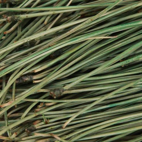 Floristik24 Agujas de pino suministros para manualidades verdes Navidad 50g 3 piezas