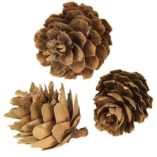 Artículo Piñas naturales pequeñas decoración en red 2,5-3,5cm 300g