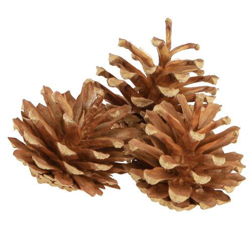 Piñas Pino albar Pinus sylvestris H3–5cm 1kg