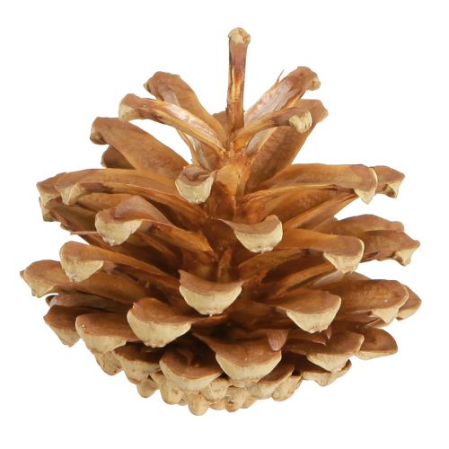 Artículo Piñas Pino albar Pinus sylvestris H3–5cm 1kg