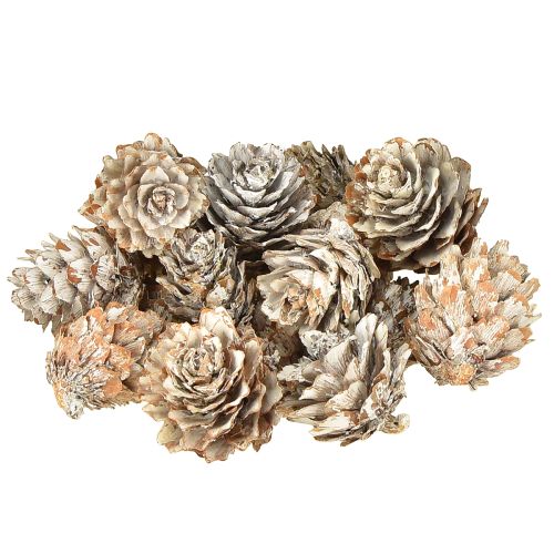 Piñas blanqueadas, pequeñas piñas decorativas en red, 2,5-3,5 cm, 500 g