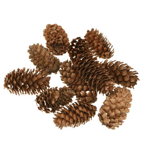 Floristik24 Conos de cicuta pequeños decorativos naturales Adviento 3-4cm 100g