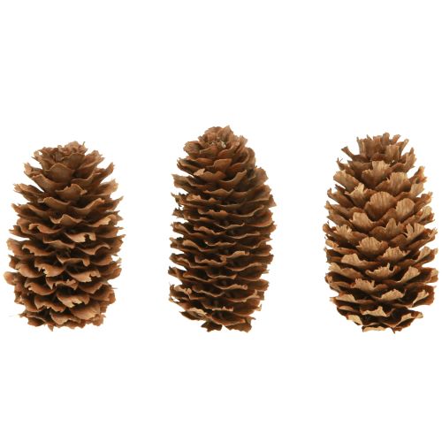 Floristik24 Conos de cicuta pequeños decorativos naturales Adviento 3-4cm 100g