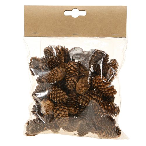 Floristik24 Conos de cicuta pequeños decorativos naturales Adviento 3-4cm 100g