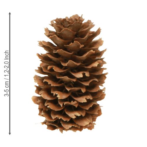 Artículo Conos de cicuta pequeños decorativos naturales Adviento 3-4cm 100g