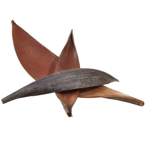 Artículo Cáscaras de coco, hojas de coco secas naturales, 22 cm - 42 cm, 25 unidades