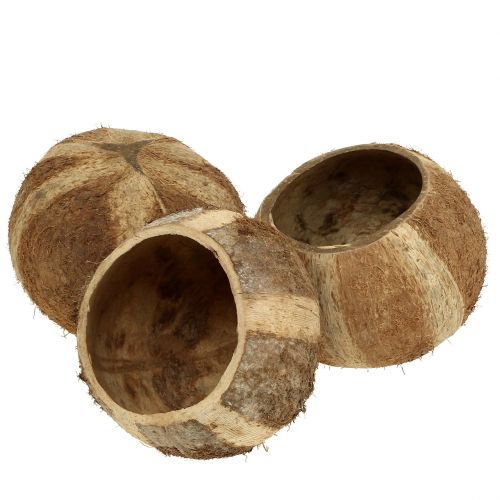 Floristik24 Cáscara de coco natural 5 uds.