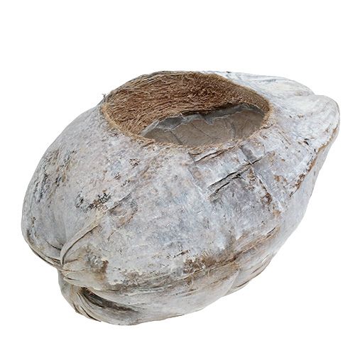 Floristik24 Coco para plantar Blanco 16cm x 22cm H14cm