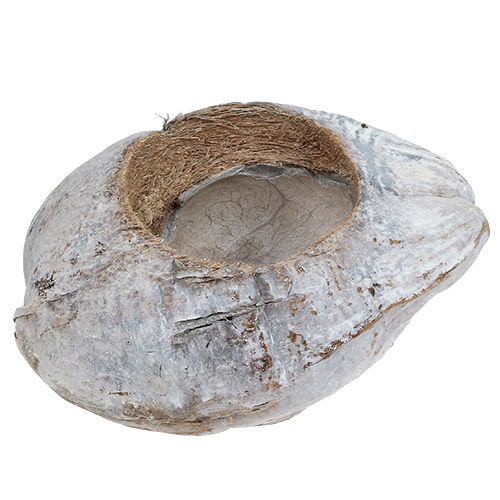 Floristik24 Coco para plantar Blanco 16cm x 22cm H14cm
