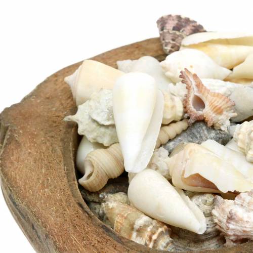 Floristik24 Coco decorativo con mejillones de los mares del sur 20cm 250g