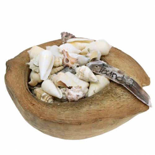 Coco decorativo con mejillones de los mares del sur 20cm 250g