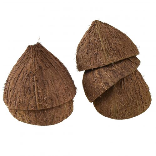 Floristik24 Cuenco de coco decoración medio cocos naturales Ø7-9cm 5uds