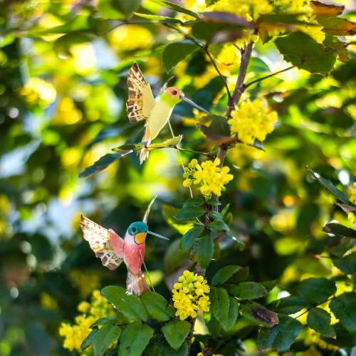 Floristik24 Colibrí con alambre 5.5cm L22cm surtido 12pcs