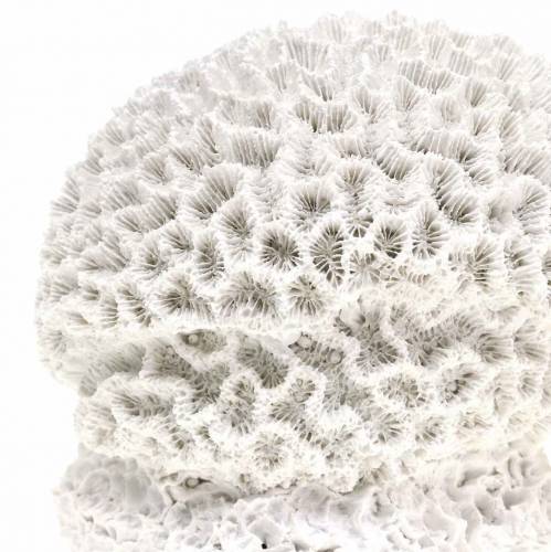 Floristik24 Marine Deco Coral Yeso Blanco Ø10cm 2uds