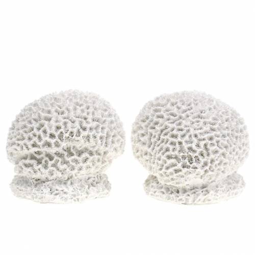 Marine Deco Coral Yeso Blanco Ø10cm 2uds